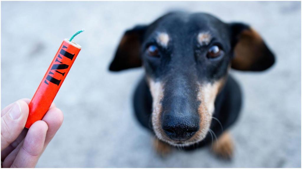 Pirotecnia, animales.