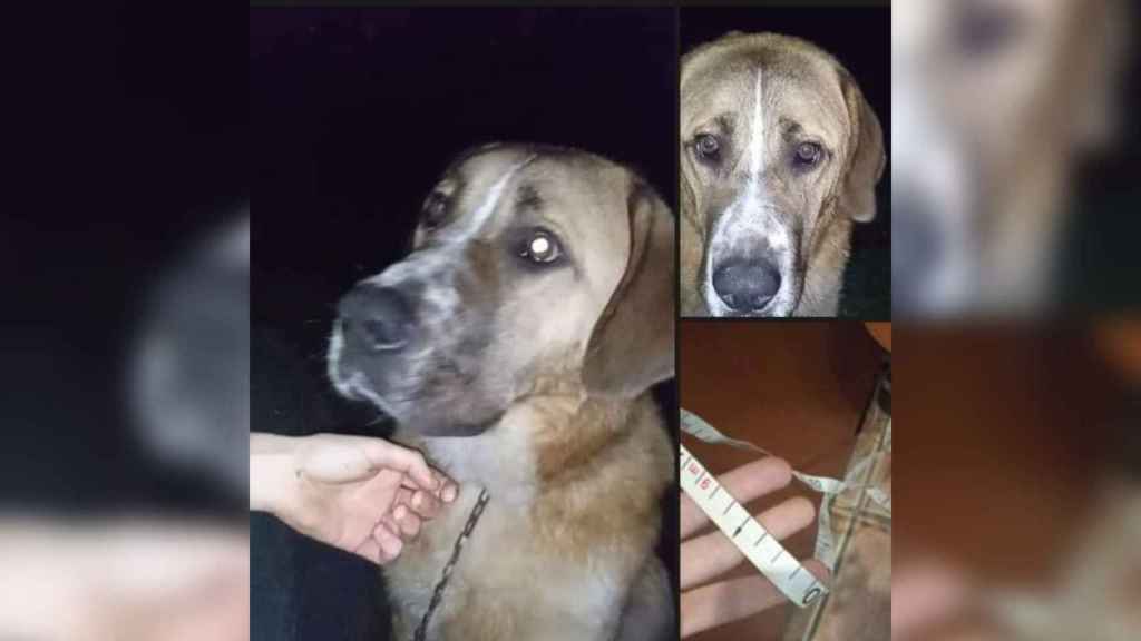 El perro abandonado con una cinta métrica como correa.