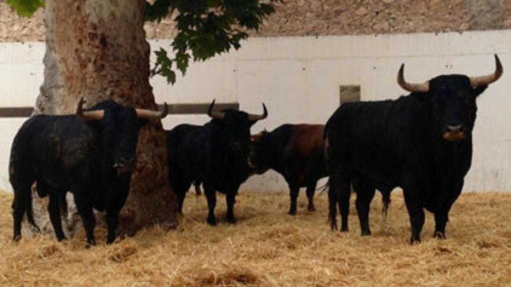 Toros en los corrales de una plaza