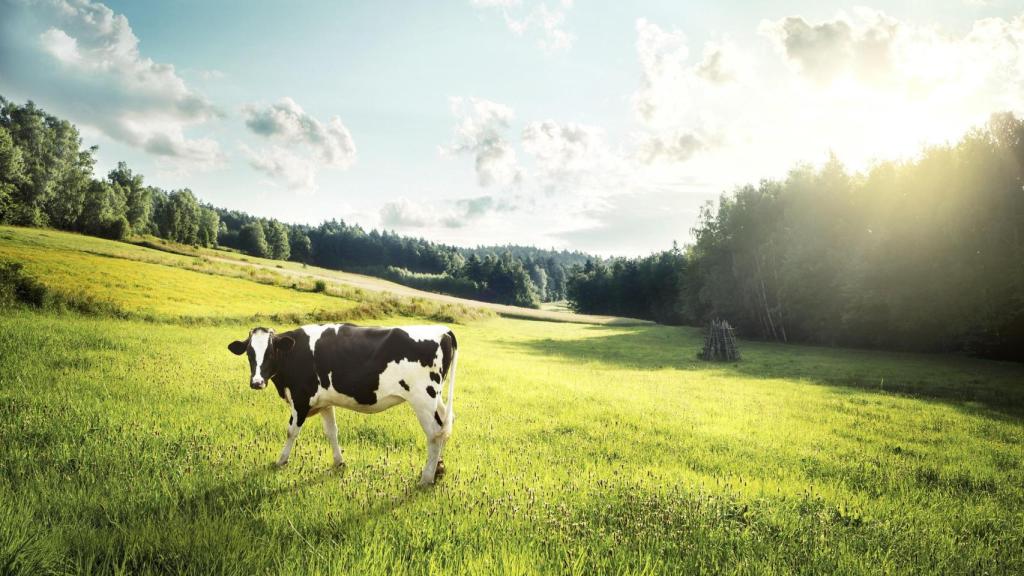 Lence mantiene su apuesta por la leche gallega a pesar de su escasez