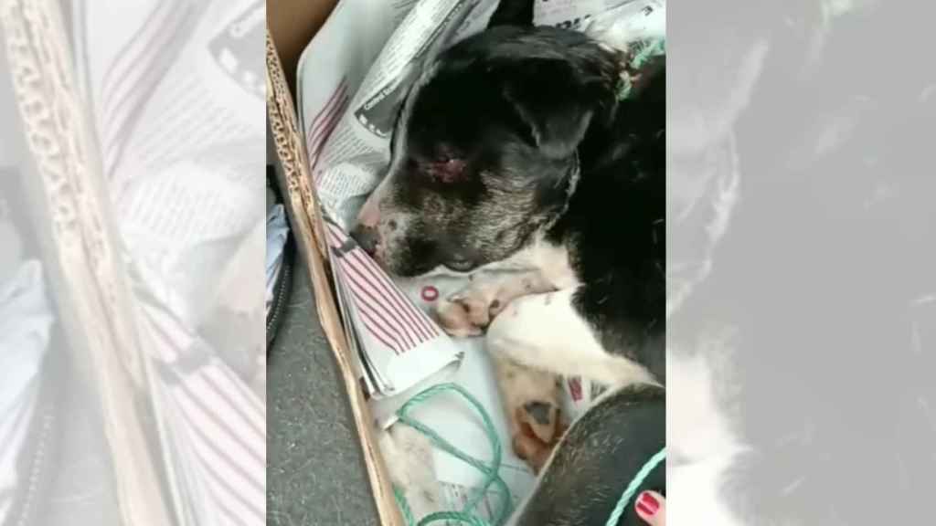 Imagen de Kelly poco después de ser rescatada en Gondomar.