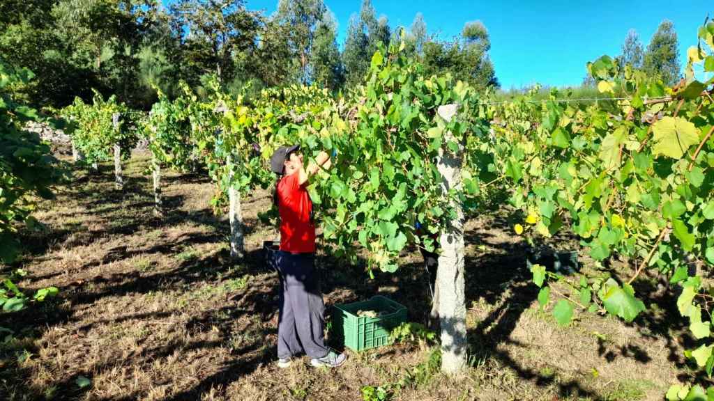 Vendimia en la finca del castillo de Soutomaior en 2022.