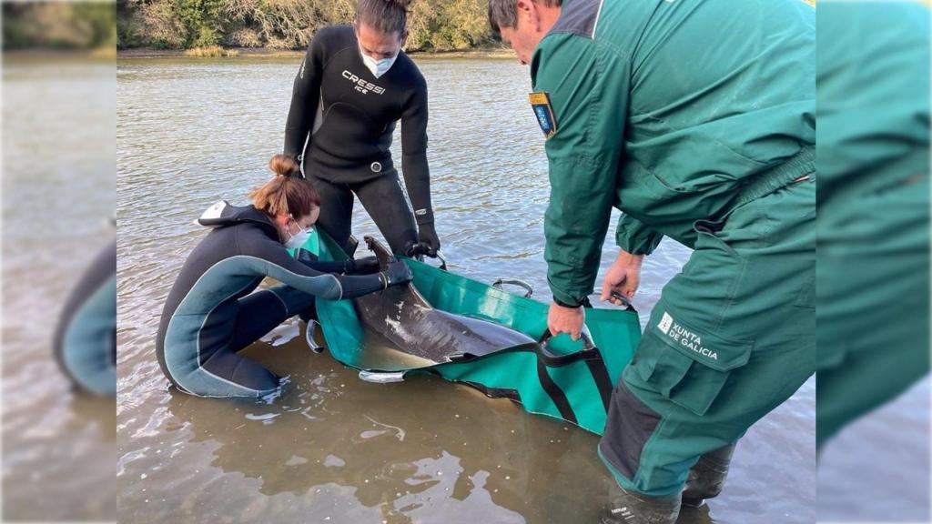 Delfín varado en la ría de Ribadeo (Lugo).