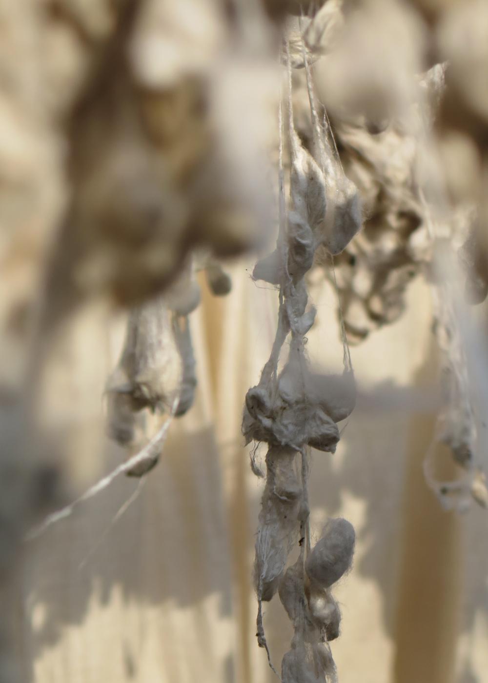 Capullos de seda secando al sol tras ser hervidos y seda cruda en telar artesanal (Cedidas).