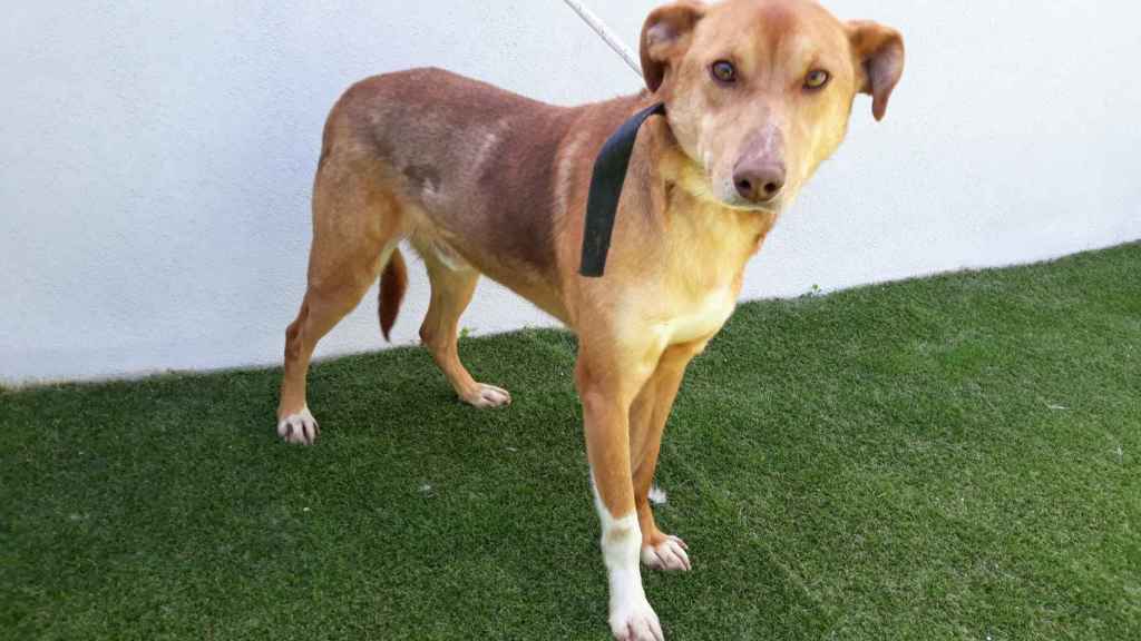 Pasarlo, el perro que lleva más tiempo y busca un hogar.