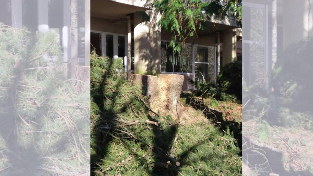 Tala de árboles en el Campus Norte de Santiago