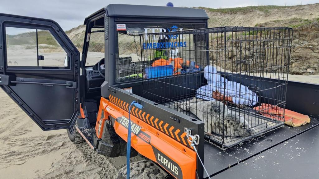 El mamífero marino tras ser introducido en el vehículo de Protección Civil