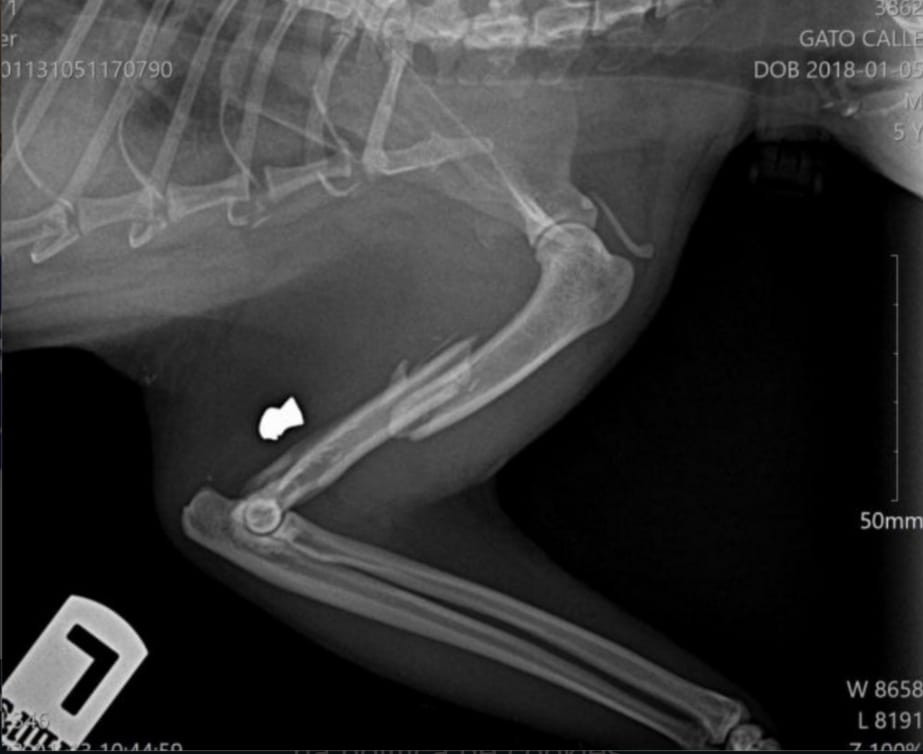 Radiografía del balazo a Lin (Policía Local de Poio).