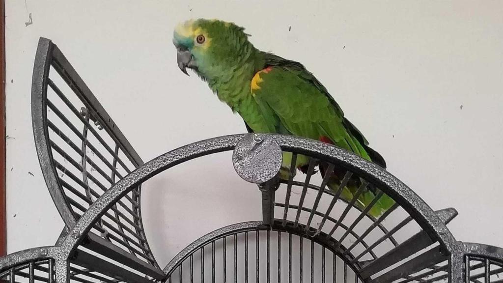 Loro robado en Miño