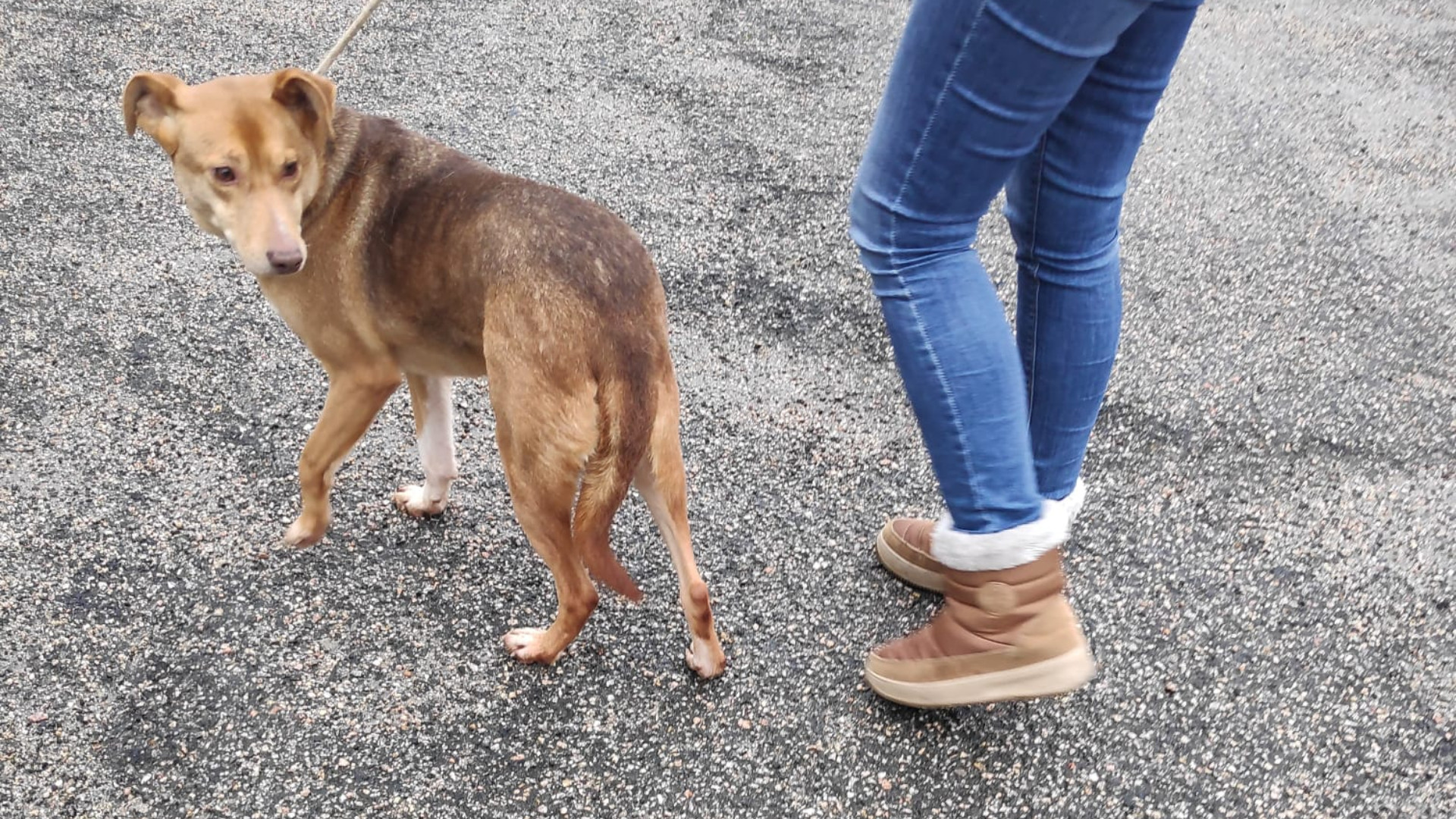 ‘Pasalo’ saliendo del CAAN para ir a su nuevo hogar. Foto: Diputación de Pontevedra