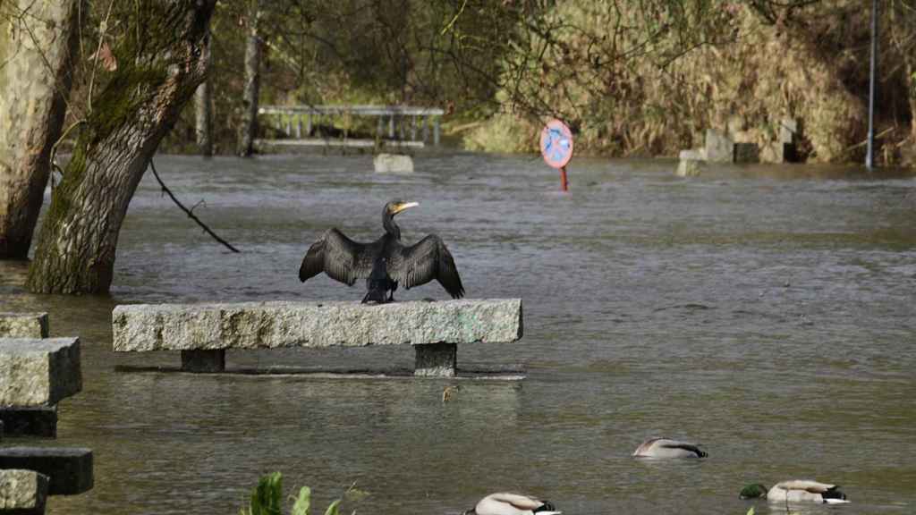 Río desbordado en Galicia.