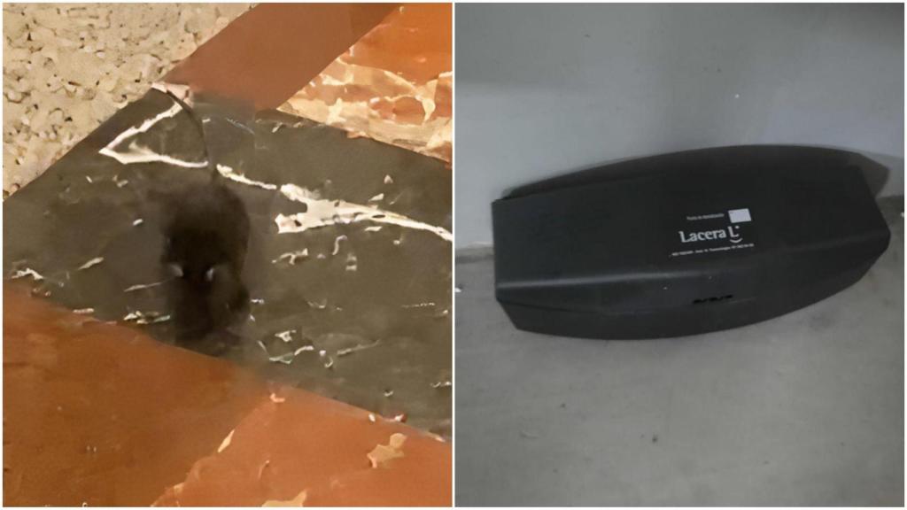 Las ratas presentes en la zona de Espacio Coruña.