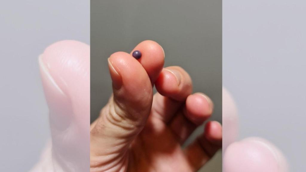 La perla encontrada en una almeja en Santiago de Compostela