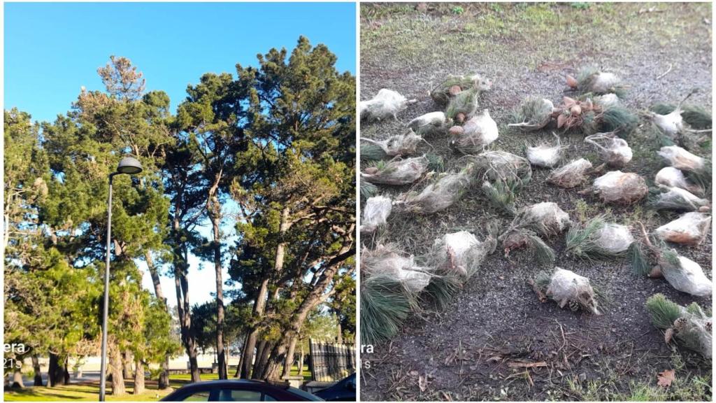Trabajos frente a la procesionaria.