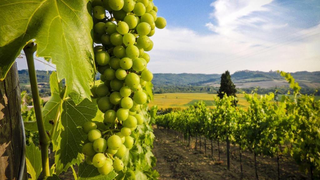 Imagen de archivo de un viñedo