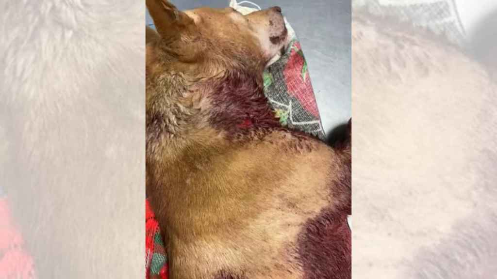 Imagen de Solpor en la clínica.