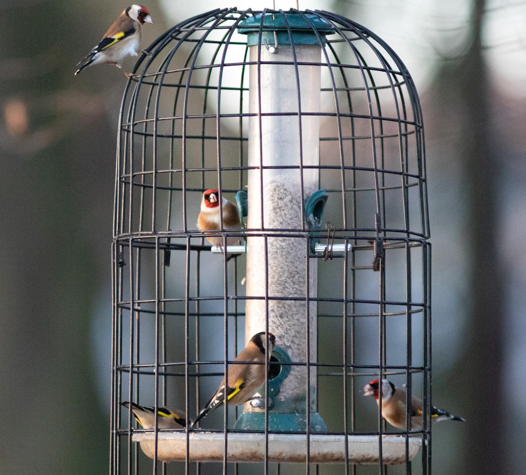 Jilgueros europeos en una jaula.