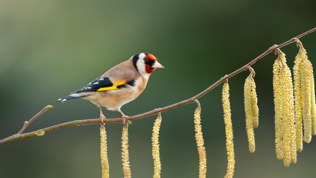 Imagen del jilguero europeo.