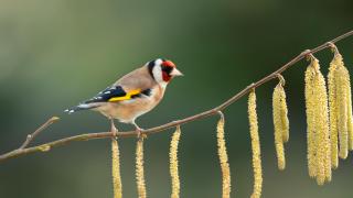 Imagen del jilguero europeo.