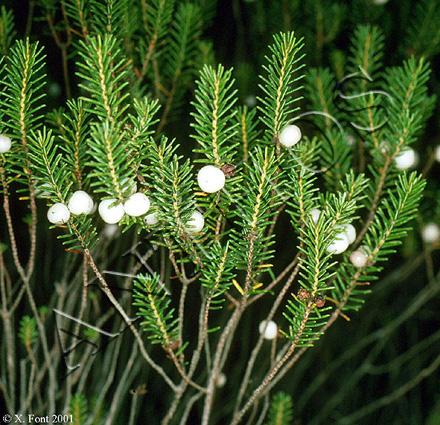 La fruta de la caramiña