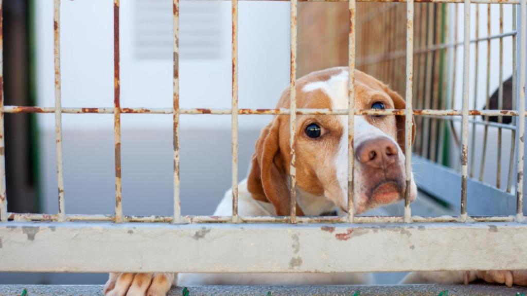 La Marea llevará al Pleno la situación de la perrera.