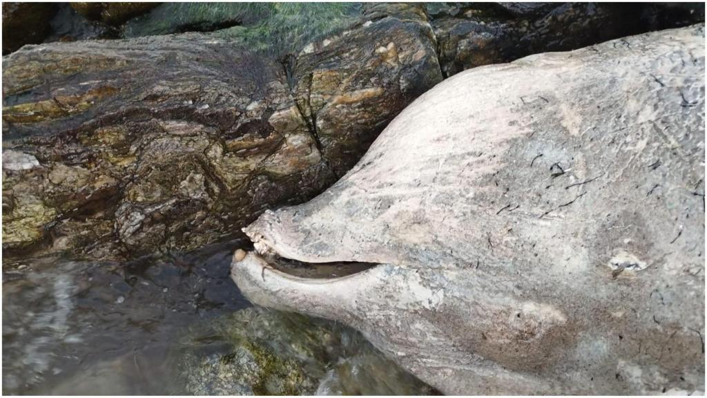 Uno de los ejemplares encontrados.