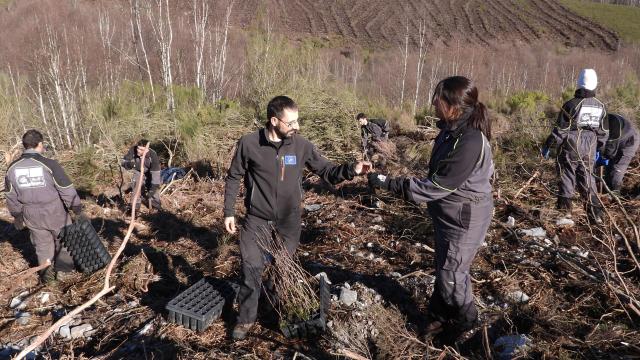 Locales de la región del Bierzo plantan los primeros castaños en altitud para el oso pardo.