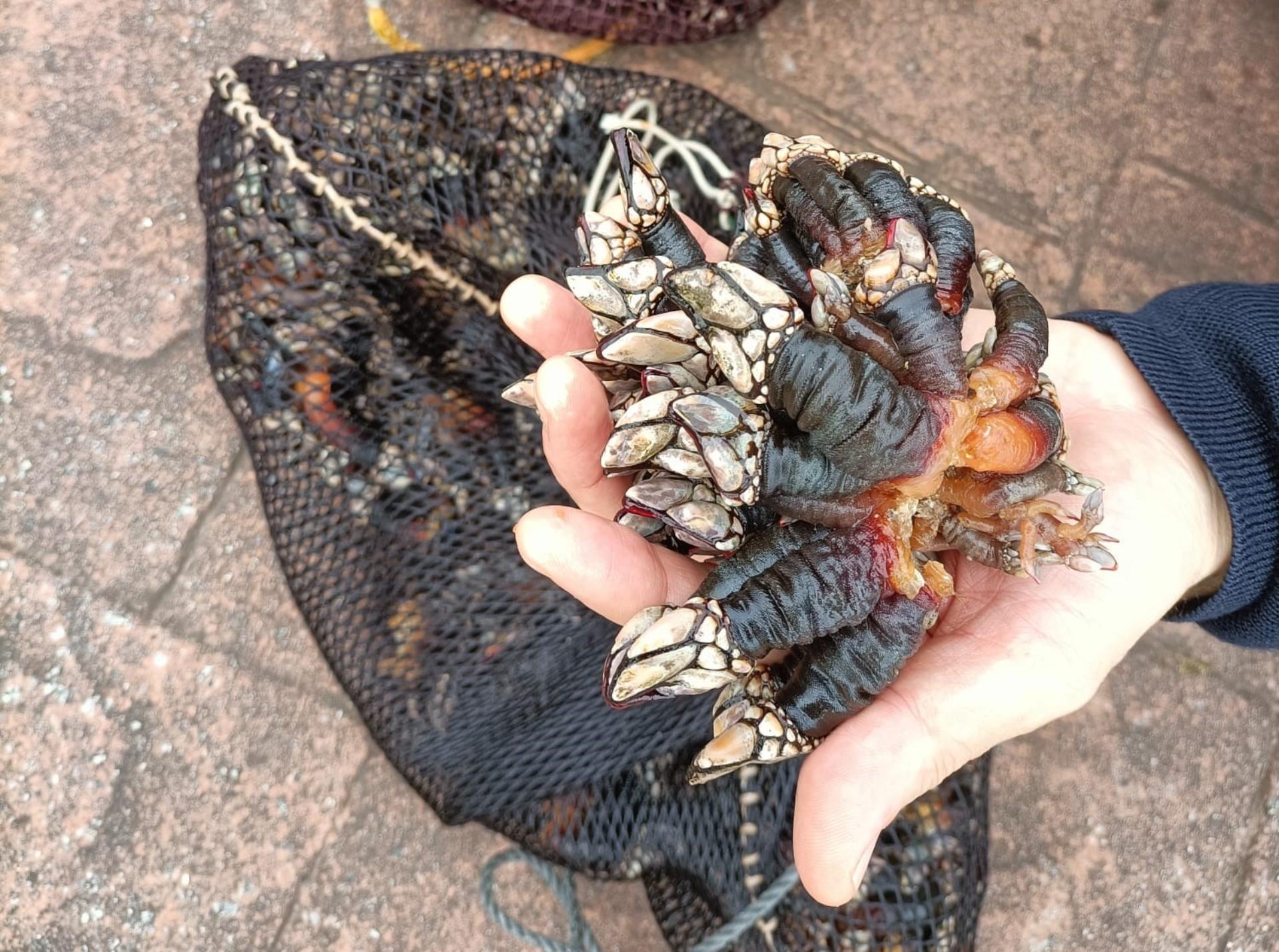 Percebe incautado en A Coruña