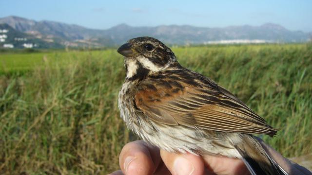 Ejemplar de escribano palustre iberoriental.
