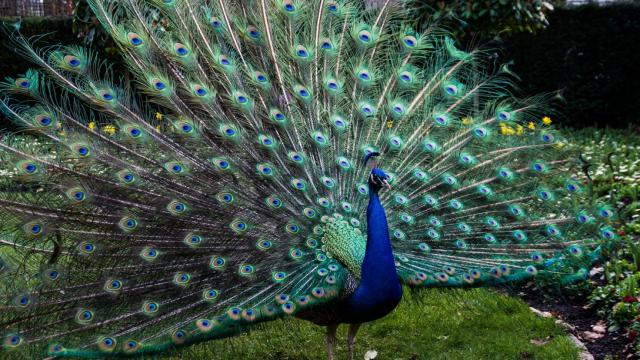 Pavo real.