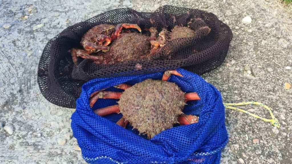 Centollas interceptadas a dos furtivos en Vigo.