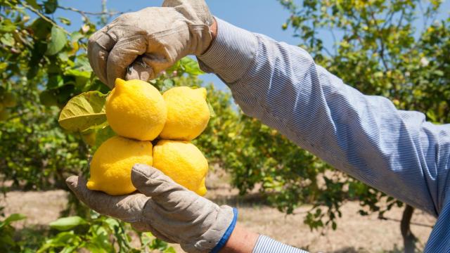 Los agricultores de Alicante sufren las mayores caídas en los cultivos de cítricos de todo el país.