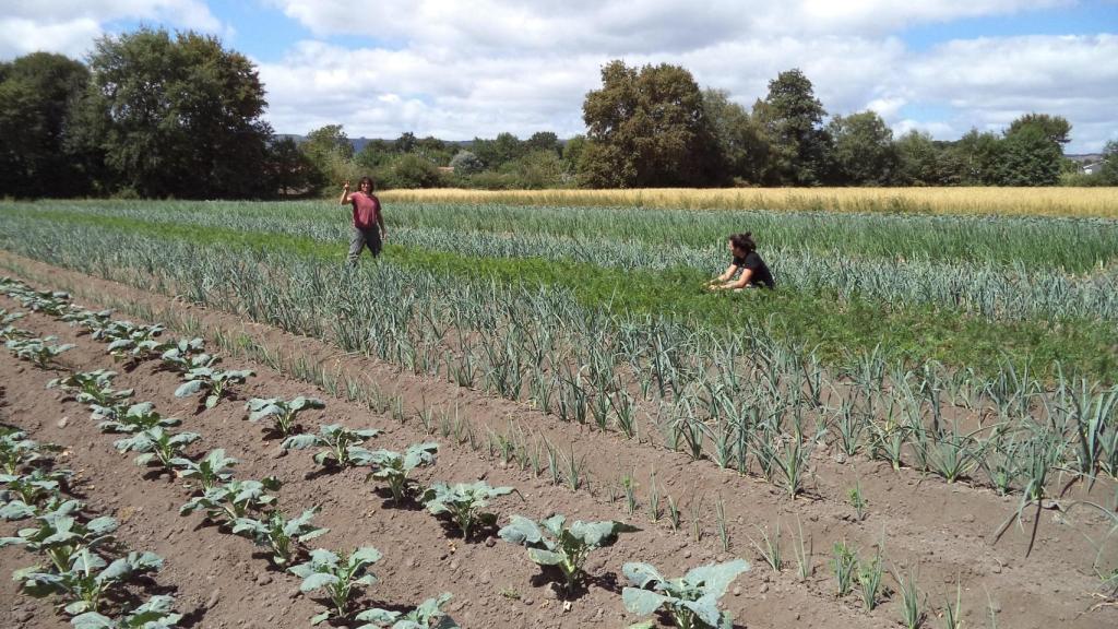 Daiquí no usa pesticidas ni nitratos en sus plantaciones.