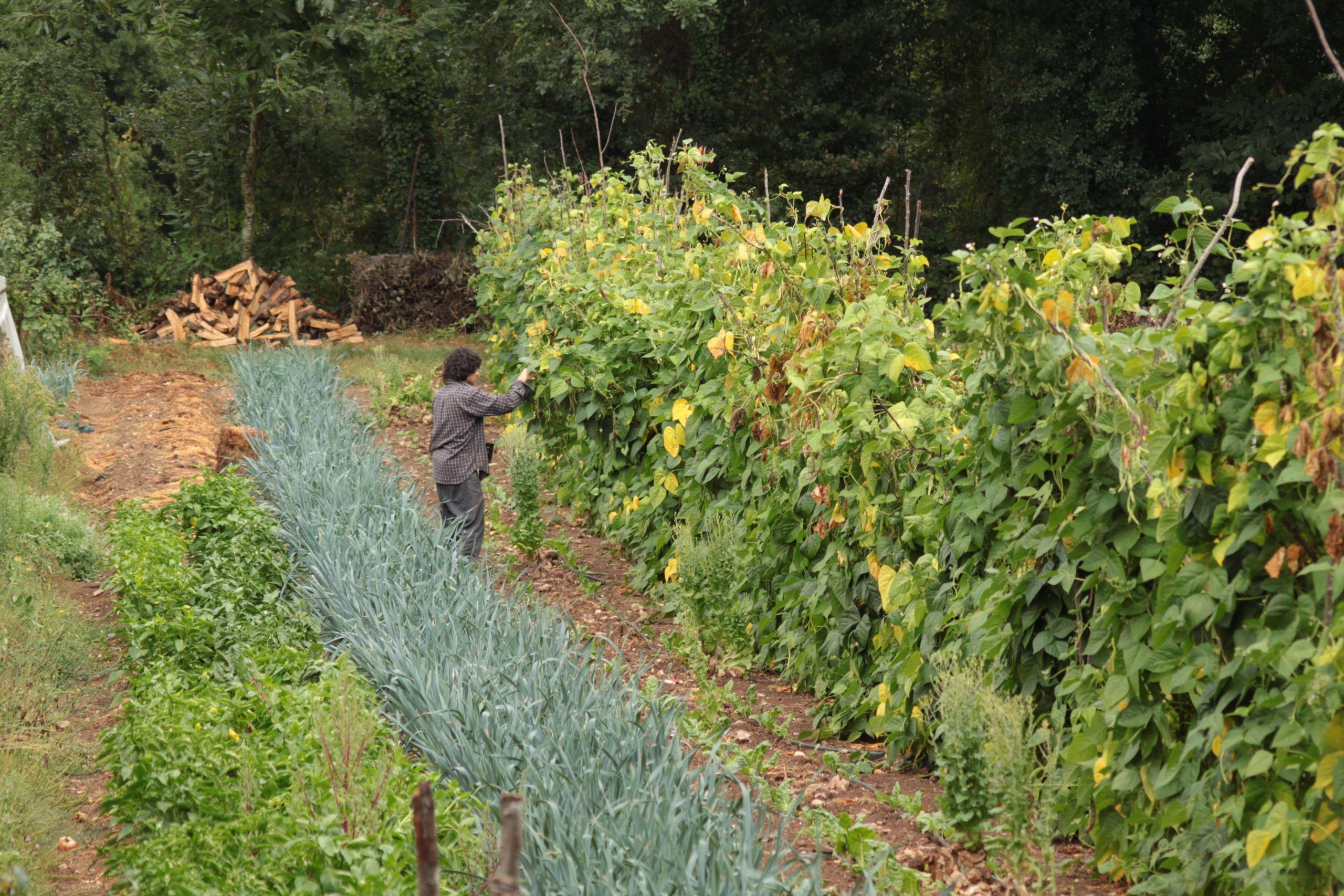 Daiquí produce en ecológico (Cedida).