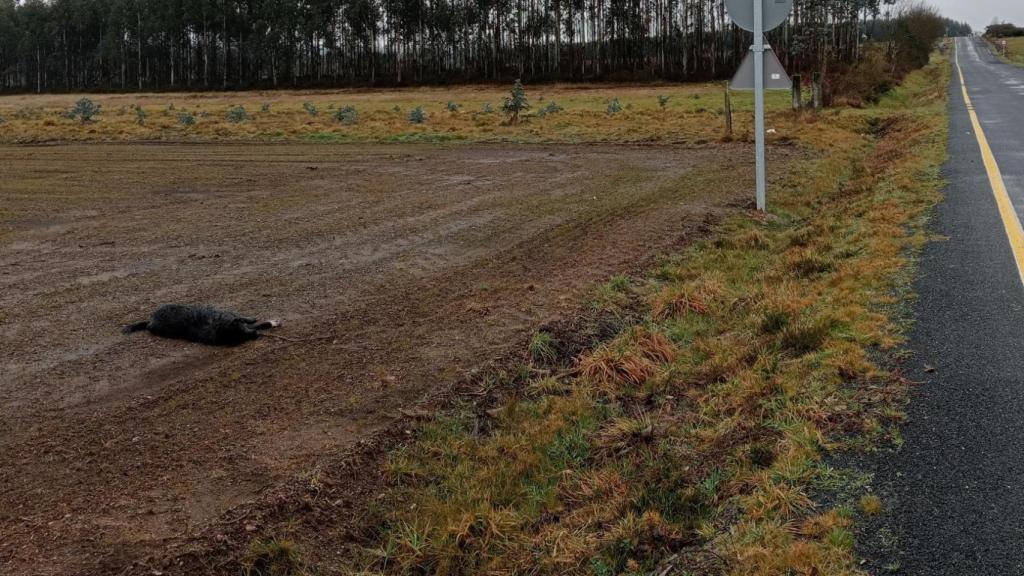 Perro atropellado en Sobrado (A Coruña).