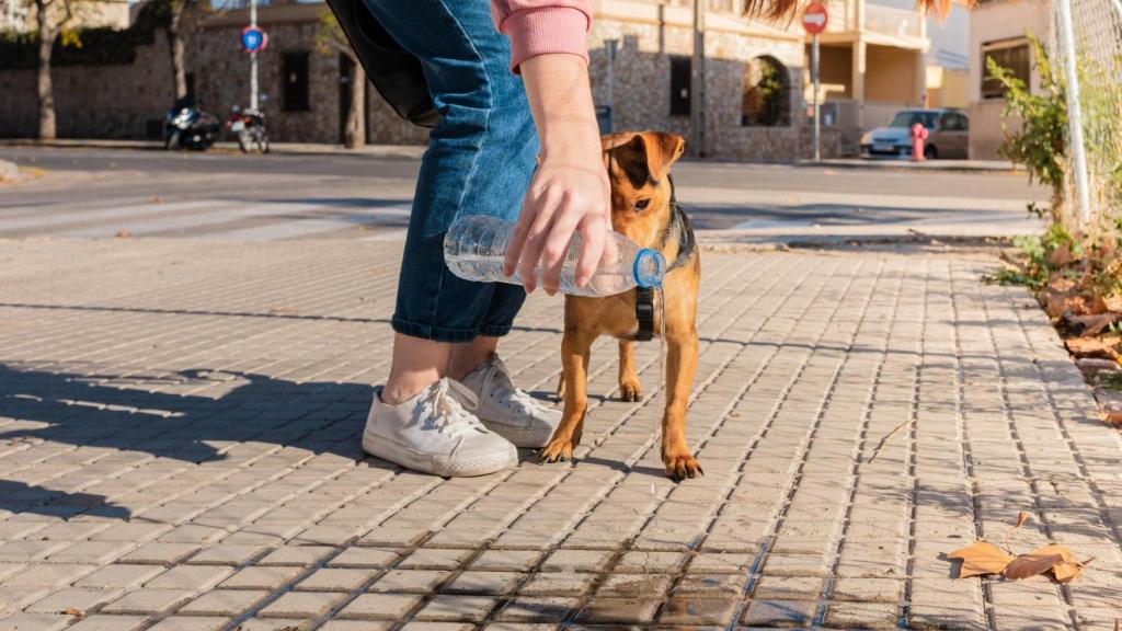 perro orines botella
