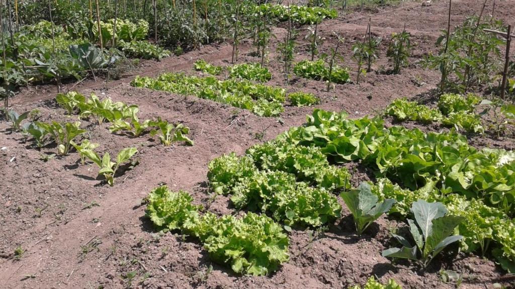 Imagen de un huerto urbano.