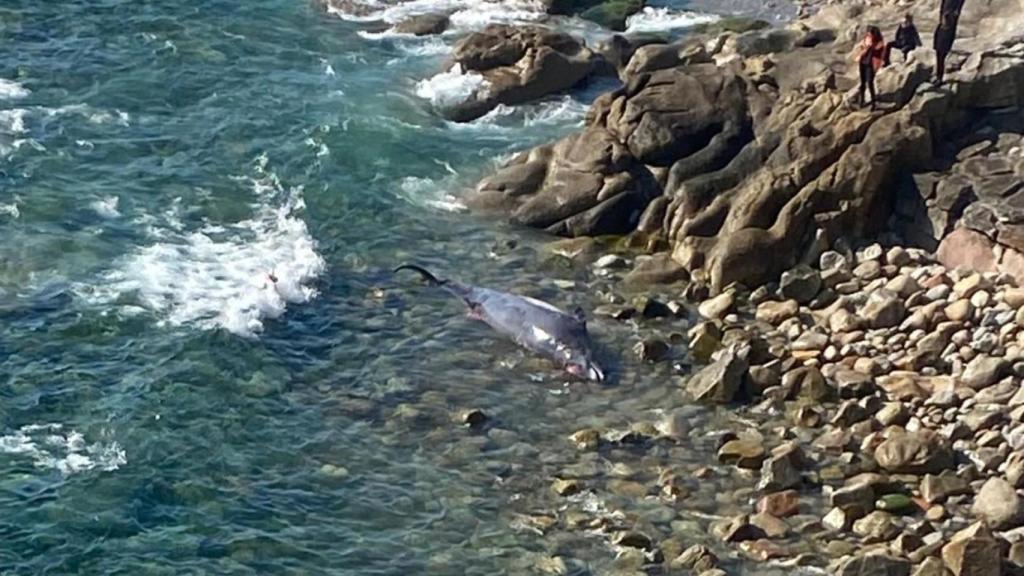El zifio que apareció varado este sábado en A Coruña.