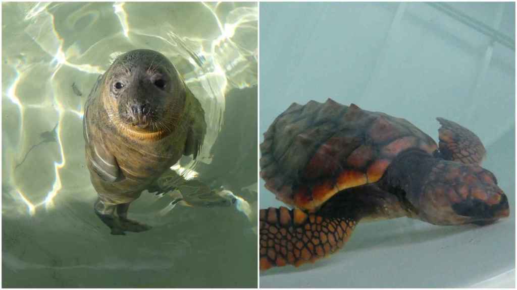 El león marino Comba y la tortuga Coviña en las instalaciones del Igafa.