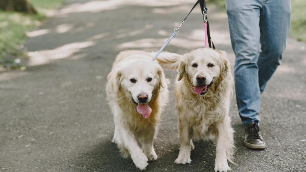 Un joven pasea a sus perros.