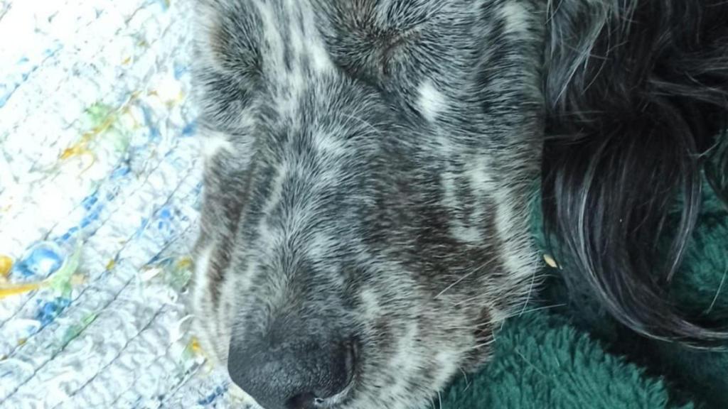 Cinza, la perra desaparecida, en casa.