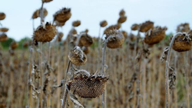 Imagen del campo afectado por la sequía