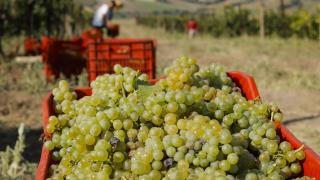 La Junta lanza una nueva aplicación para viticultores que facilita la declaración de cosecha de uva: así funciona
