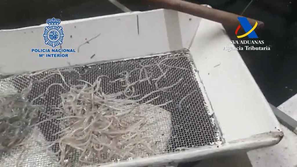 Angulas intervenidas.