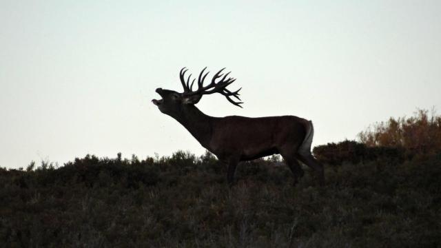 Ciervo durante la berrea en la Sierra de la Culebra (archivo).