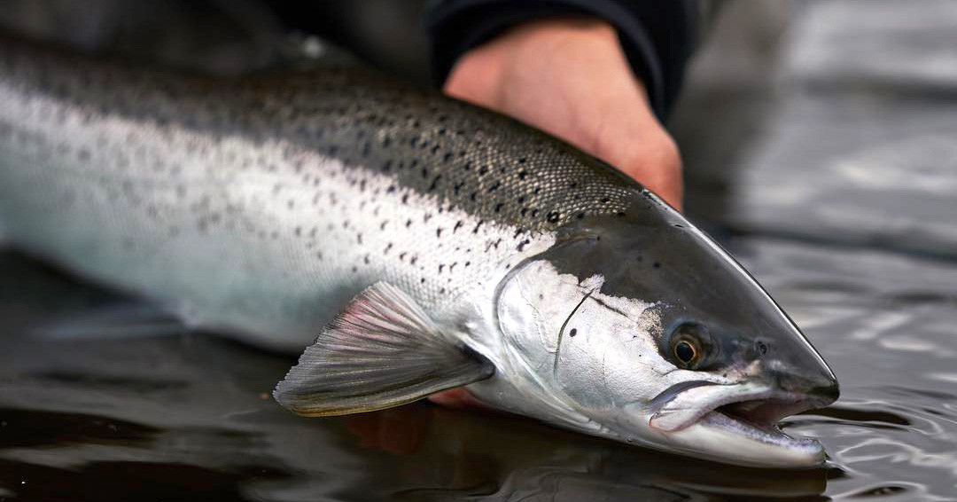 Ejemplar de reo en Galicia. Foto: Xunta de Galicia