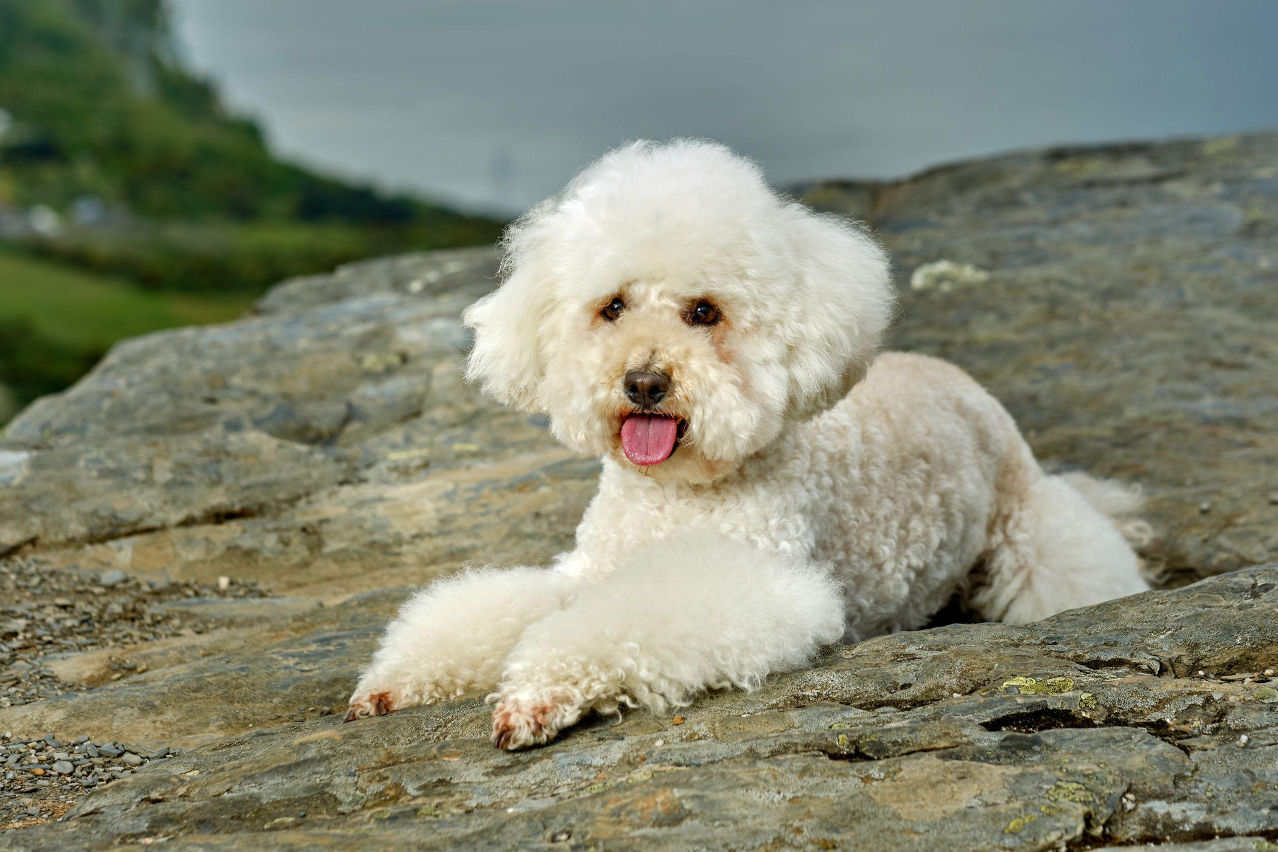 Caniche (Shutterstock)