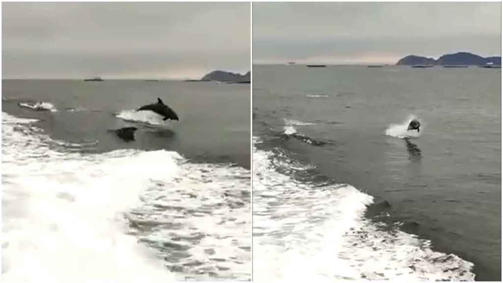 Varios delfines acompañan a un barco de Cíes a Vigo.