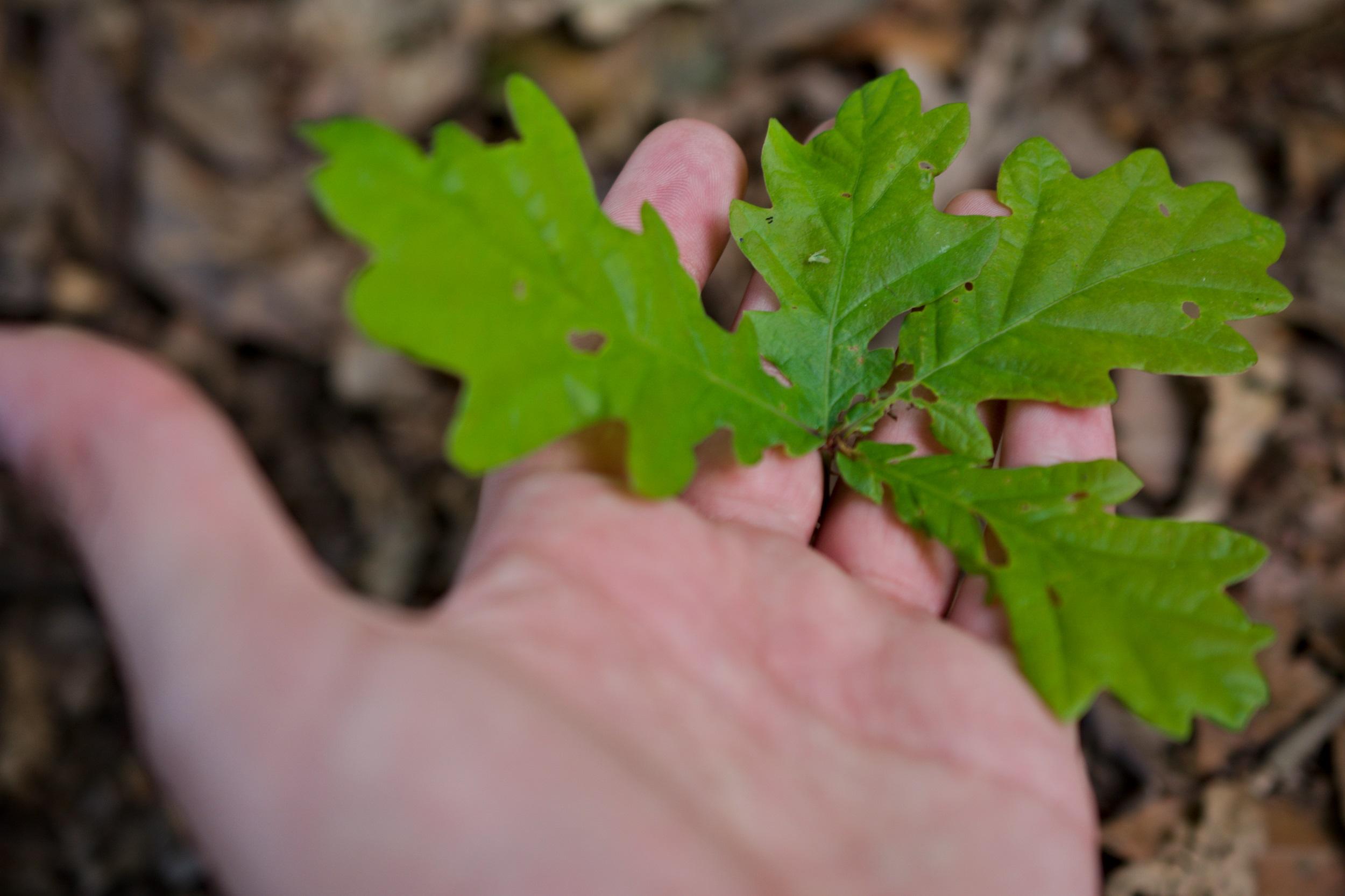 Hojas del roble común o pedunculado (Shutterstock).