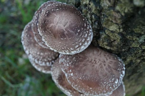 Shiitake en un tronco (Shiitake Trives).